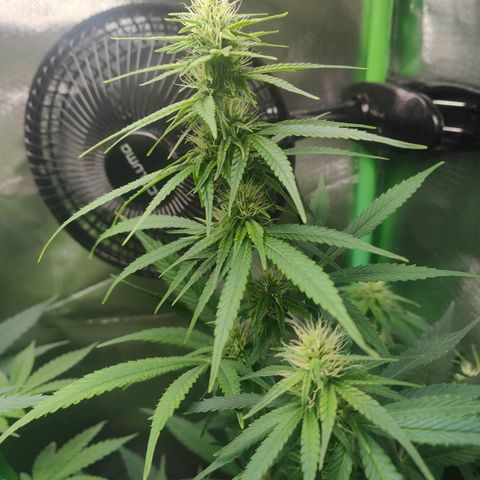 Critical (RQS) & Super- Skunk growlog photo: 💚🥰