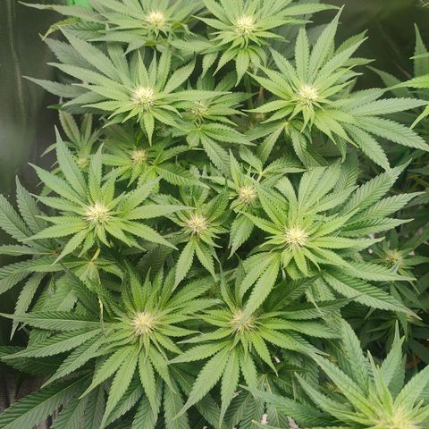 Critical (RQS) & Super- Skunk growlog photo: 💚🥰