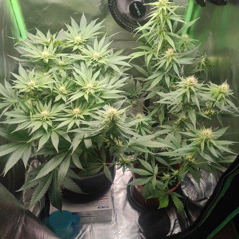 Critical (RQS) & Super- Skunk growlog photo: 💚🥰