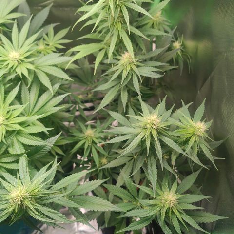 Critical (RQS) & Super- Skunk growlog photo: 💚🥰