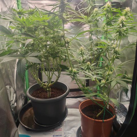 Critical (RQS) & Super- Skunk growlog photo: 💚🥰