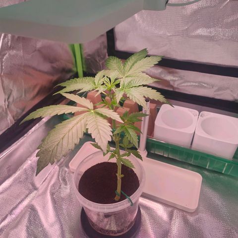 Bubble Gum x OG Kush x Critical Auto growlog photo: Musste die Lampe anders aufhängen. Für ihre läppischen 10w sieht die süße ganz gut aus!
