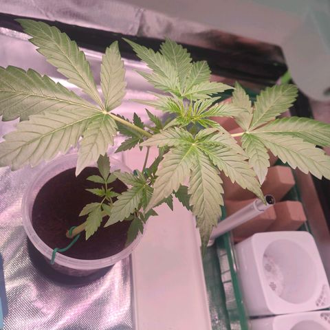 Bubble Gum x OG Kush x Critical Auto growlog photo: Musste die Lampe anders aufhängen. Für ihre läppischen 10w sieht die süße ganz gut aus!
