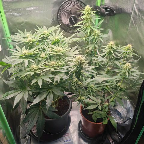 Critical (RQS) & Super- Skunk growlog photo: 🥰💚 schick!