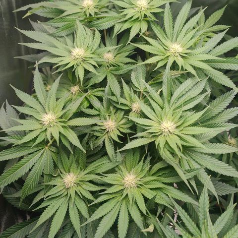 Critical (RQS) & Super- Skunk growlog photo: 🥰💚 schick!