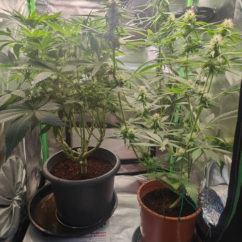 Critical (RQS) & Super- Skunk growlog photo: 🥰💚 schick!