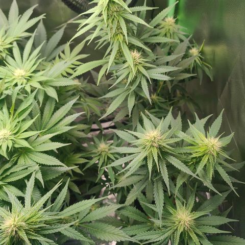 Critical (RQS) & Super- Skunk growlog photo: 🥰💚 schick!
