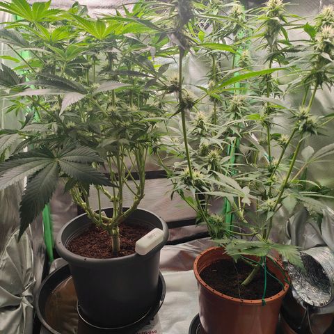 Critical (RQS) & Super- Skunk growlog photo: Skunky hat schon trichome auf den blättern 🥰 das duftet schon echt gut!