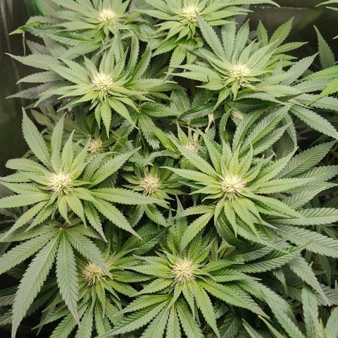 Critical (RQS) & Super- Skunk growlog photo: Skunky hat schon trichome auf den blättern 🥰 das duftet schon echt gut!