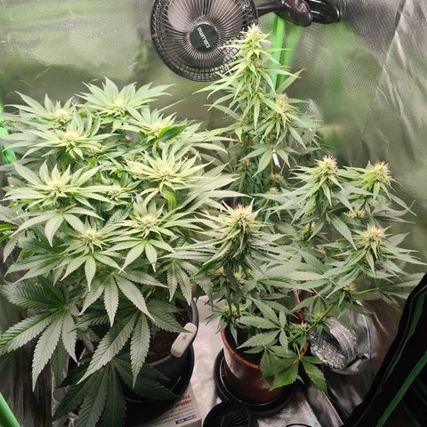 Critical (RQS) & Super- Skunk growlog photo: Skunky hat schon trichome auf den blättern 🥰 das duftet schon echt gut!