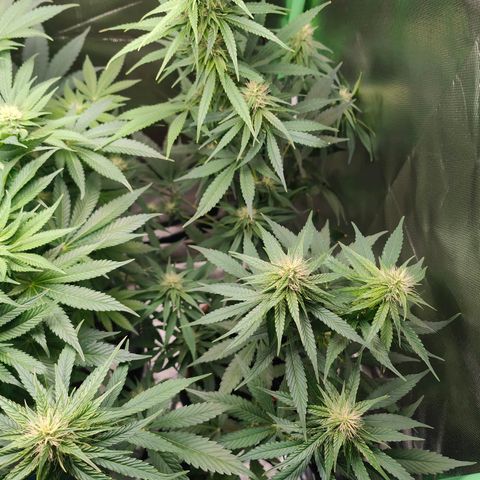 Critical (RQS) & Super- Skunk growlog photo: Skunky hat schon trichome auf den blättern 🥰 das duftet schon echt gut!