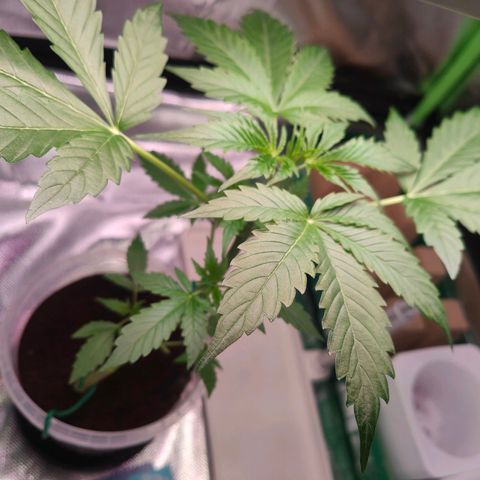 Bubble Gum x OG Kush x Critical Auto growlog photo: 💚