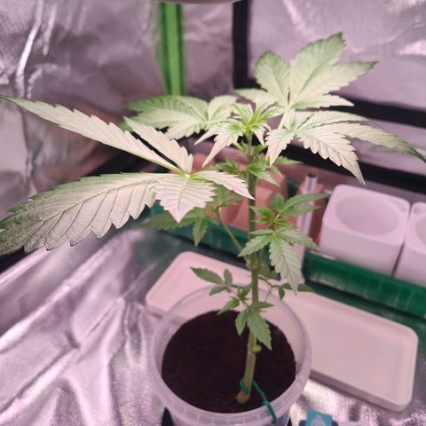 Bubble Gum x OG Kush x Critical Auto growlog photo: 💚