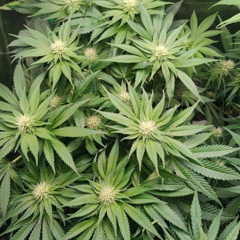 Critical (RQS) & Super- Skunk growlog photo: Hier & da mussten ein paar blätter weichen 😊 sieht schick aus!
