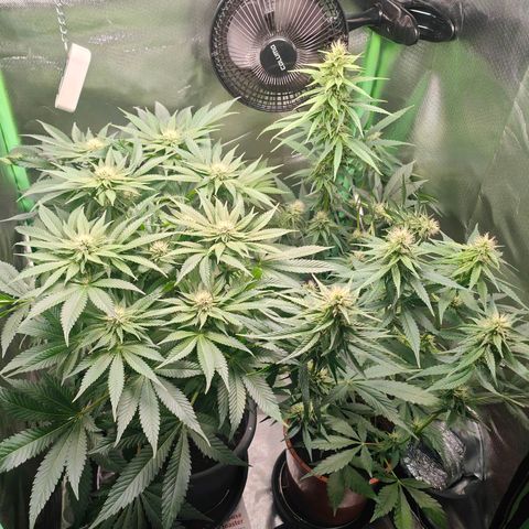 Critical (RQS) & Super- Skunk growlog photo: Hier & da mussten ein paar blätter weichen 😊 sieht schick aus!