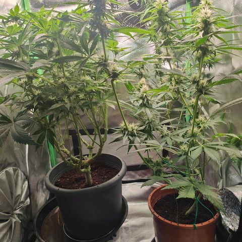 Critical (RQS) & Super- Skunk growlog photo: Hier & da mussten ein paar blätter weichen 😊 sieht schick aus!