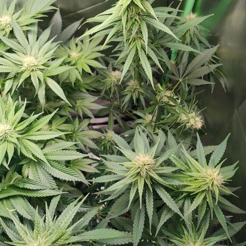 Critical (RQS) & Super- Skunk growlog photo: Hier & da mussten ein paar blätter weichen 😊 sieht schick aus!