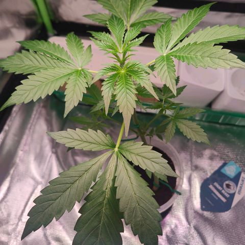 Bubble Gum x OG Kush x Critical Auto growlog photo: Sehr schön! 🥰 Besser als erwartet!