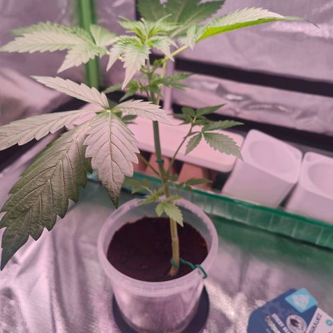 Bubble Gum x OG Kush x Critical Auto growlog photo: Sehr schön! 🥰 Besser als erwartet!