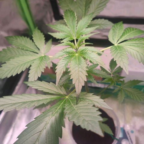 Bubble Gum x OG Kush x Critical Auto growlog photo: 😊