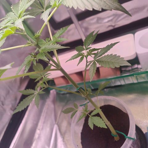 Bubble Gum x OG Kush x Critical Auto growlog photo: 😊