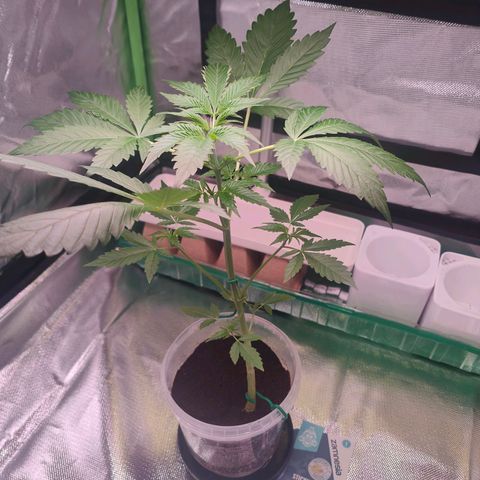Bubble Gum x OG Kush x Critical Auto growlog photo: 😊