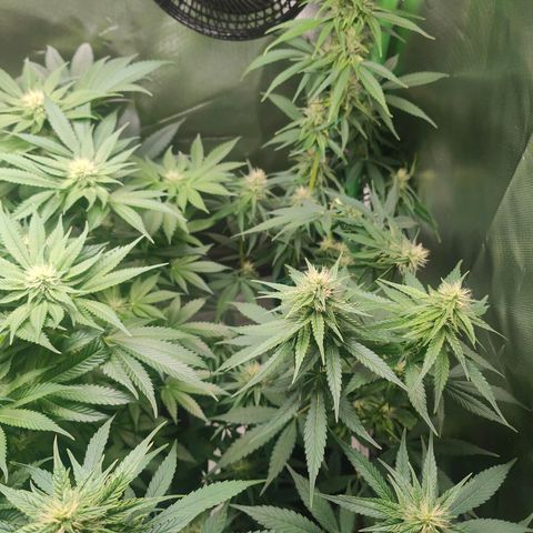 Critical (RQS) & Super- Skunk growlog photo: 😊💚