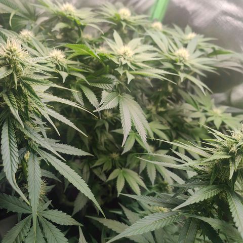 Critical (RQS) & Super- Skunk growlog photo: 😊💚