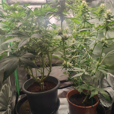 Critical (RQS) & Super- Skunk growlog photo: 😊💚