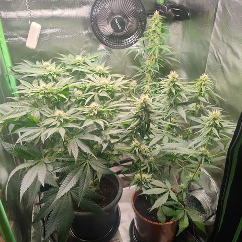 Critical (RQS) & Super- Skunk growlog photo: 😊💚