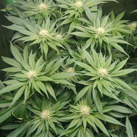 Critical (RQS) & Super- Skunk growlog photo: 😊💚