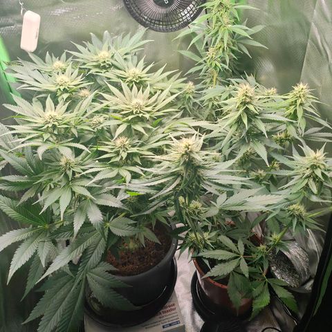 Critical (RQS) & Super- Skunk growlog photo: Heute mal kein Wasser.
War gestern etwas viel 😅