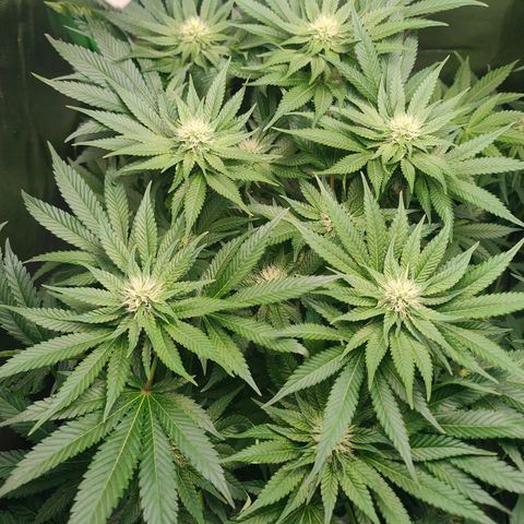 Critical (RQS) & Super- Skunk growlog photo: Heute mal kein Wasser.
War gestern etwas viel 😅
