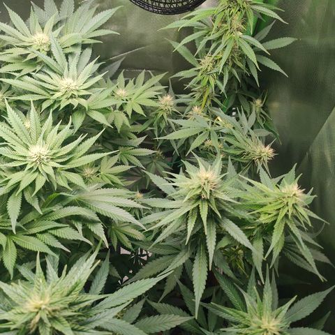 Critical (RQS) & Super- Skunk growlog photo: Heute mal kein Wasser.
War gestern etwas viel 😅