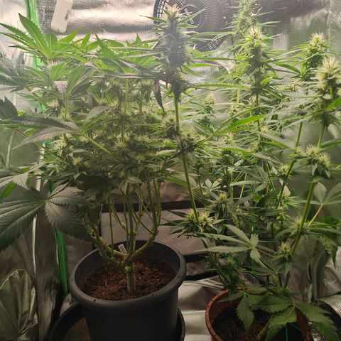 Critical (RQS) & Super- Skunk growlog photo: Heute mal kein Wasser.
War gestern etwas viel 😅