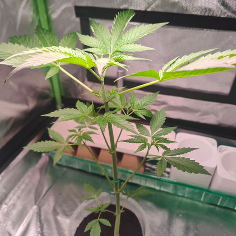 Bubble Gum x OG Kush x Critical Auto growlog timeline photo