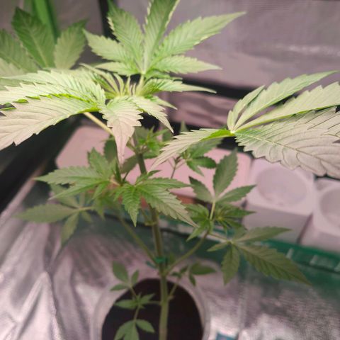 Bubble Gum x OG Kush x Critical Auto growlog timeline photo