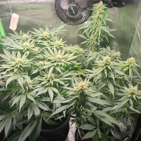 Critical (RQS) & Super- Skunk growlog timeline photo