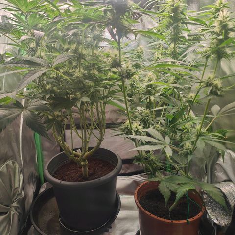 Critical (RQS) & Super- Skunk growlog timeline photo