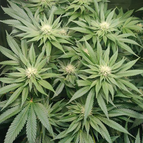 Critical (RQS) & Super- Skunk growlog timeline photo