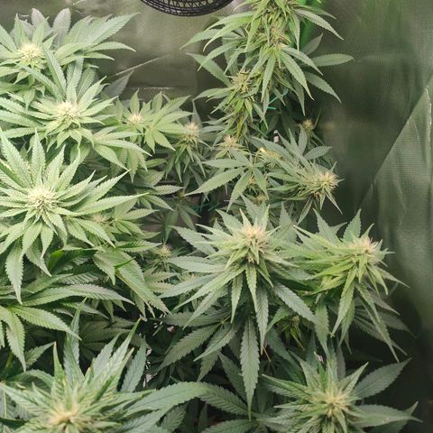 Critical (RQS) & Super- Skunk growlog timeline photo