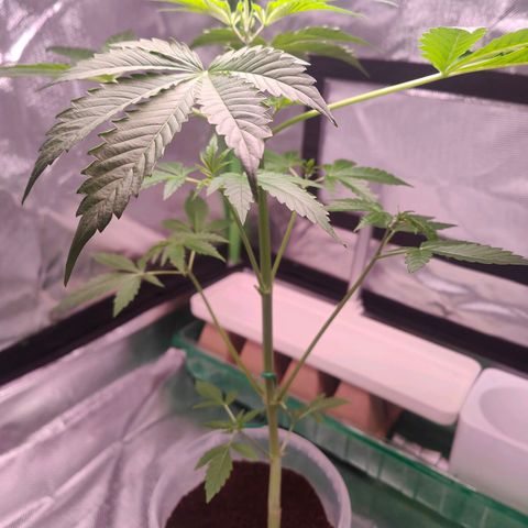 Bubble Gum x OG Kush x Critical Auto growlog timeline photo