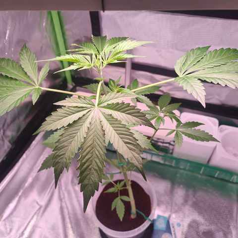 Bubble Gum x OG Kush x Critical Auto growlog timeline photo