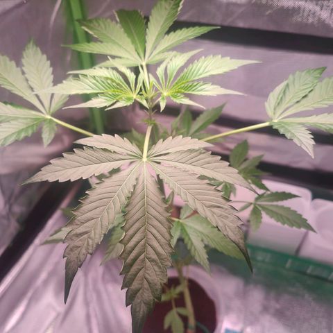 Bubble Gum x OG Kush x Critical Auto growlog timeline photo