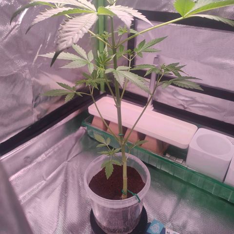 Bubble Gum x OG Kush x Critical Auto growlog timeline photo