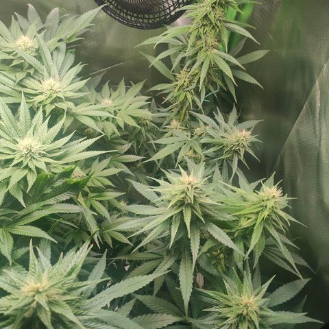 Critical (RQS) & Super- Skunk growlog timeline photo