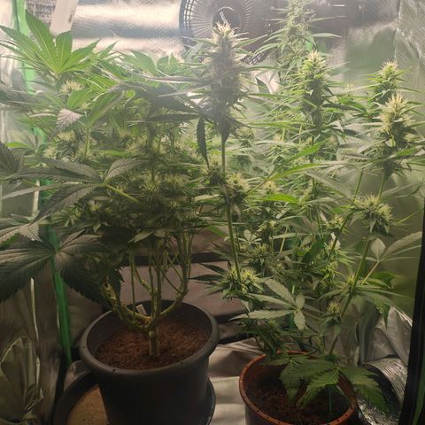 Critical (RQS) & Super- Skunk growlog timeline photo