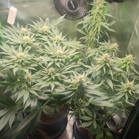 Critical (RQS) & Super- Skunk growlog timeline photo