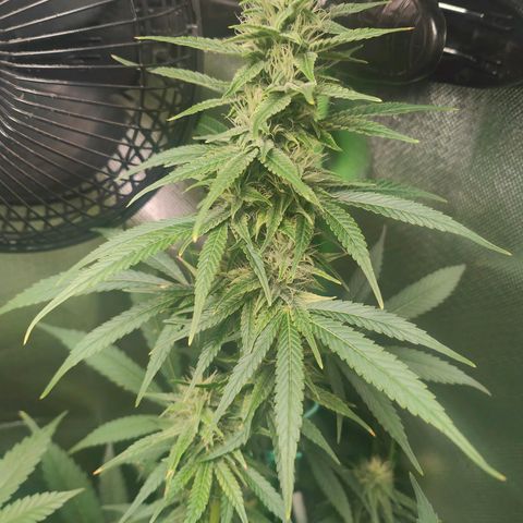 Critical (RQS) & Super- Skunk growlog timeline photo