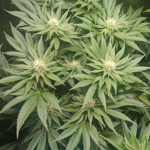 Critical (RQS) & Super- Skunk growlog timeline photo